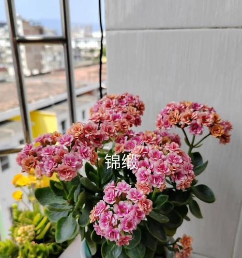 花类品种繁多，如何快速识别和分类？