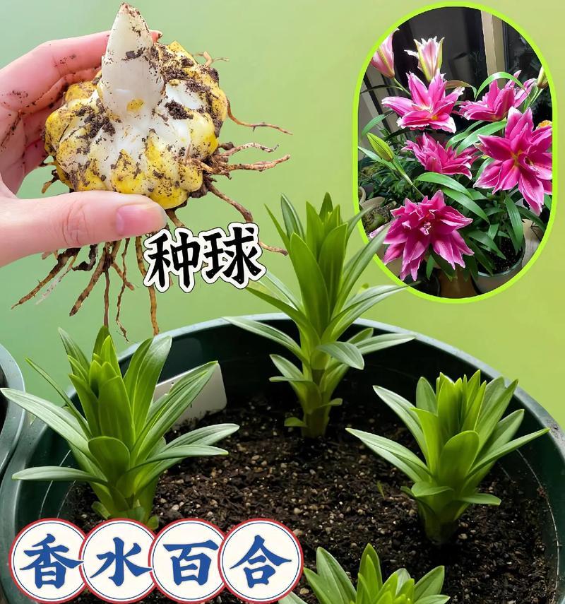 百合的养殖方法有哪些？