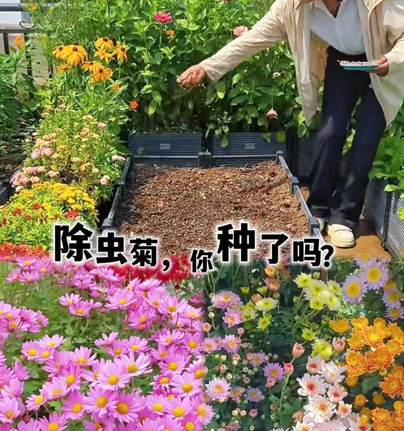 菊花种子种植方法是什么？步骤详解！