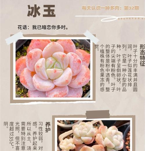 雾冰玉怎么？雾冰玉的养殖方法和常见问题解答？