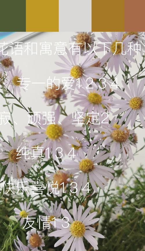 多头菊的花语有哪些？