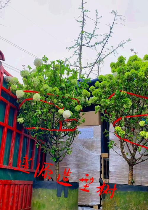 绣球花的种植技巧和常见问题解答？