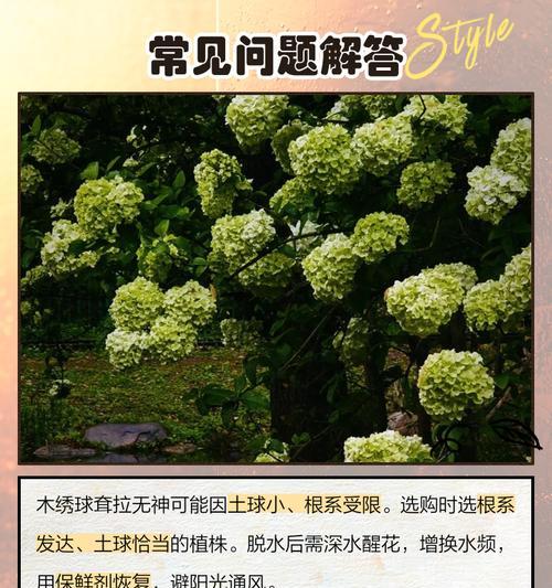 绣球花的种植技巧和常见问题解答？