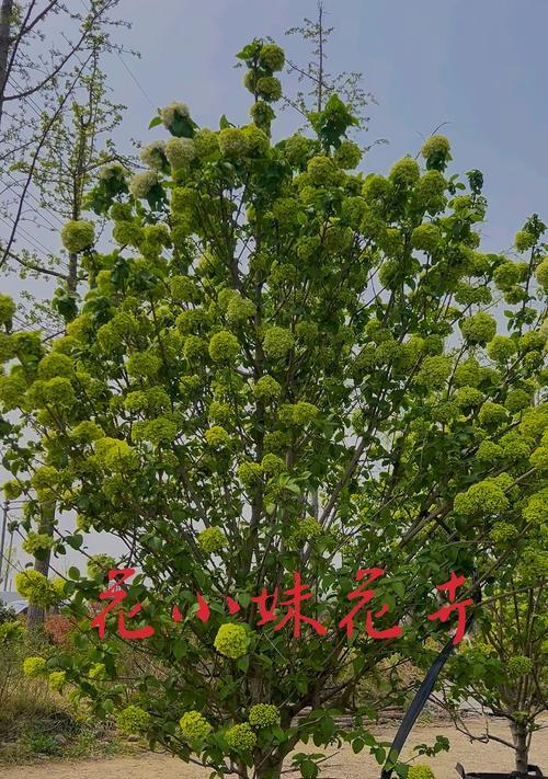 绣球花的种植技巧和常见问题解答？