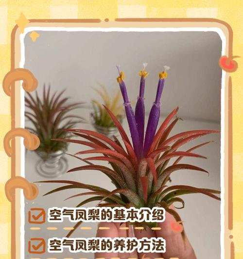 空气凤梨的浇水方法是什么？