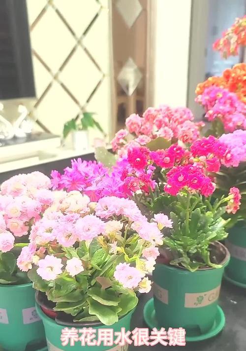 用什么水浇花最适宜？不同花卉的浇水方法是什么？