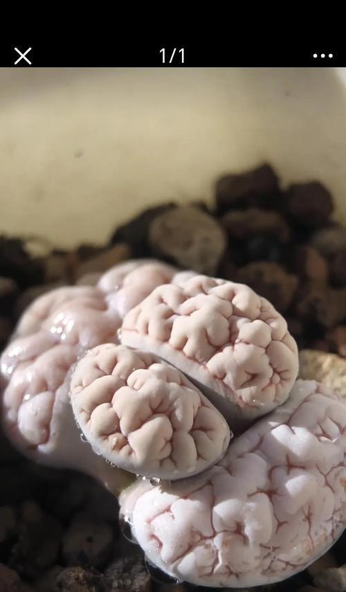 石生花养殖的技巧和常见问题有哪些？