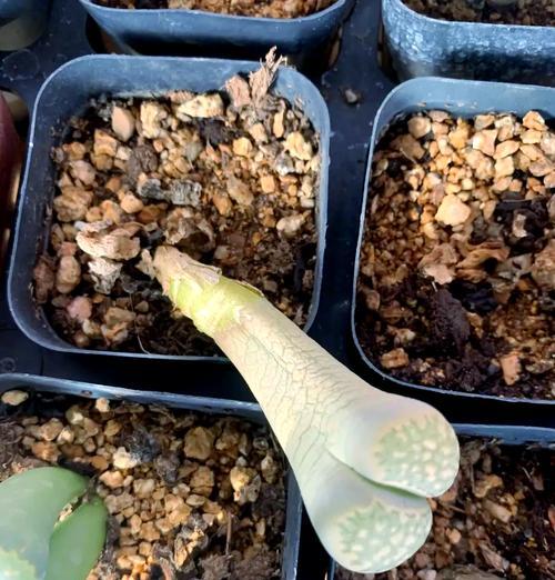 石生花养殖的技巧和常见问题有哪些？