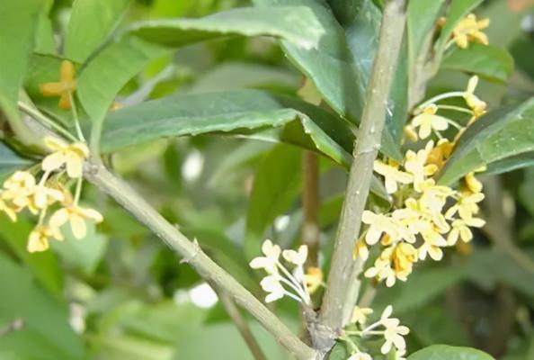 桂花的植物学特征是什么？桂花的用途有哪些？