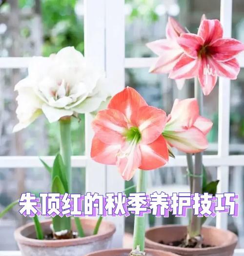红玫瑰种植方法是什么？如何确保花开不断？
