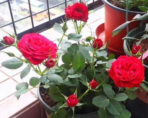 红玫瑰种植方法是什么？如何确保花开不断？