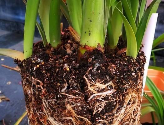 红玫瑰种植方法是什么？如何确保花开不断？