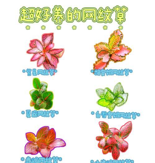 网纹草有哪些品种？它们的养护技巧是什么？