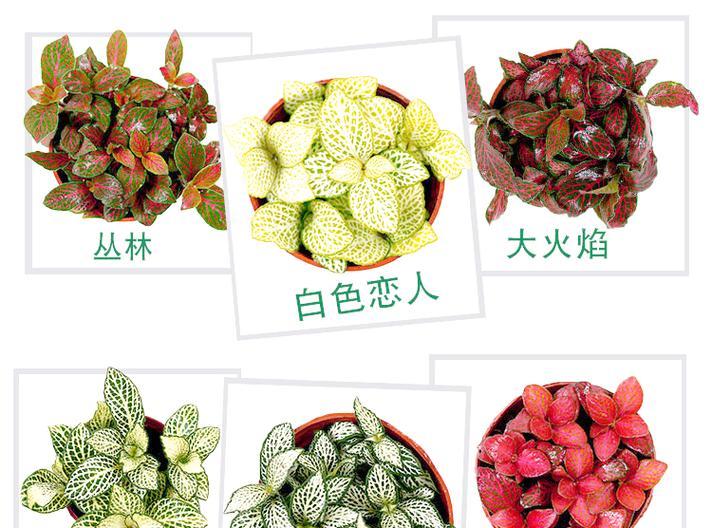 网纹草有哪些品种？它们的养护技巧是什么？