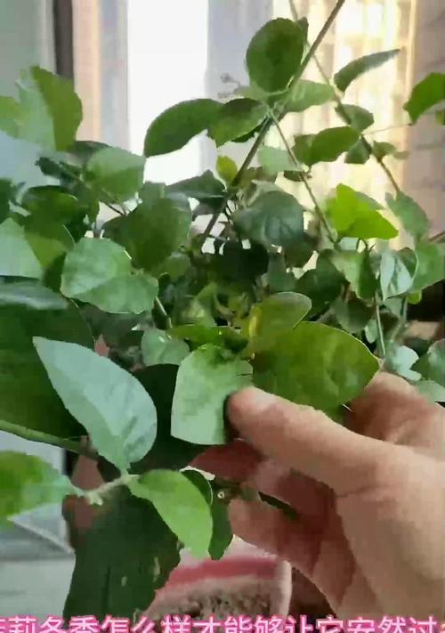 茉莉冬天落叶后的养护方法是什么？