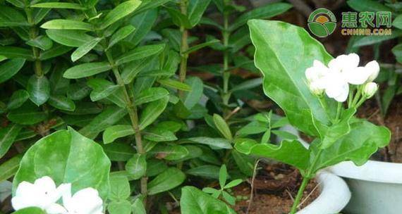 茉莉冬天落叶后的养护方法是什么？