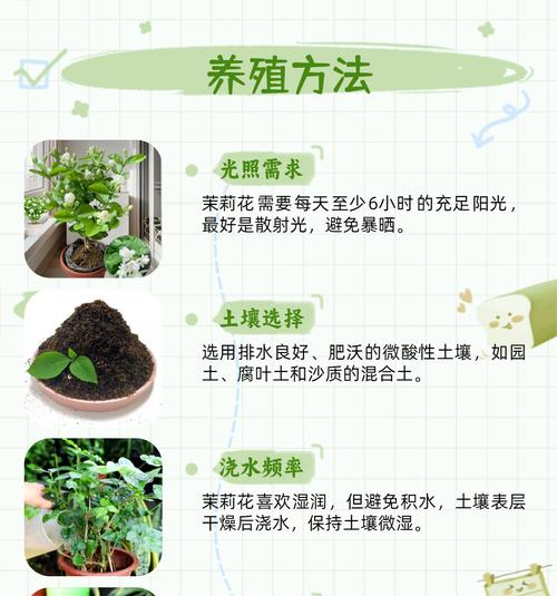 茉莉冬天落叶后的养护方法是什么？
