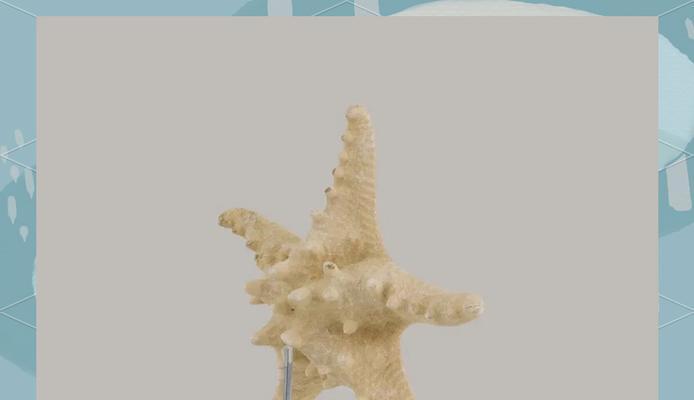 海星繁殖的科学方法和步骤是什么？