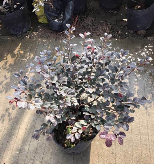 色块小苗品种大全有哪些？如何挑选适合的色块小苗？