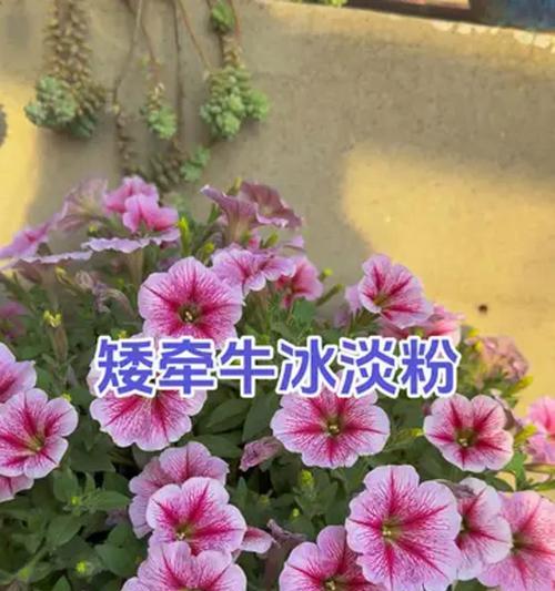 矮牵牛花的养护技巧有哪些？