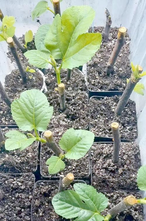 无花果繁殖的有效方法有哪些？