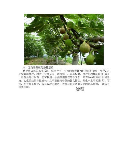 无花果繁殖的有效方法有哪些？