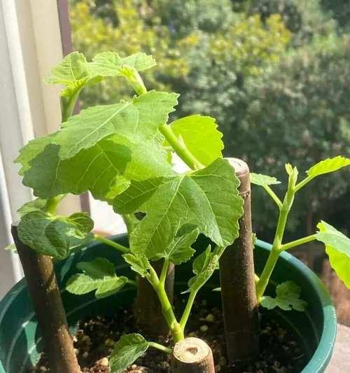 无花果繁殖的有效方法有哪些？