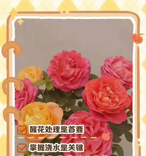 盆栽玫瑰的养殖技巧是什么？