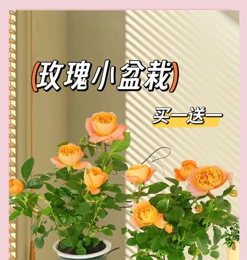 盆栽玫瑰的养殖技巧是什么？