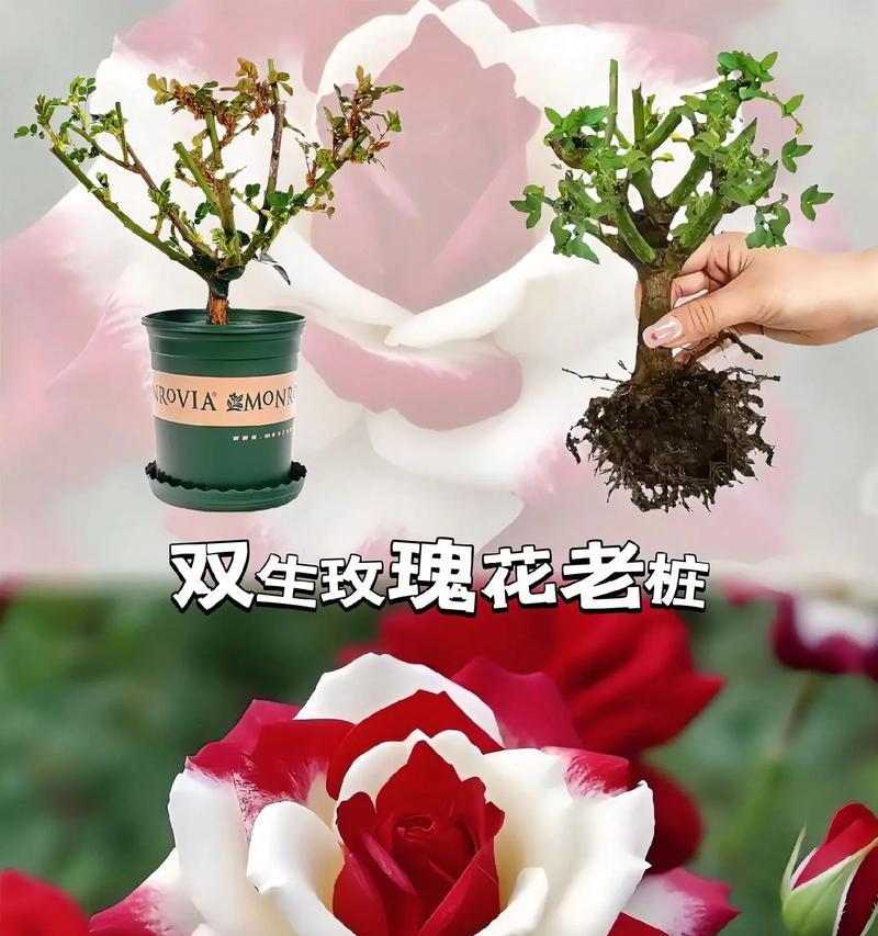 盆栽玫瑰的养殖技巧是什么？