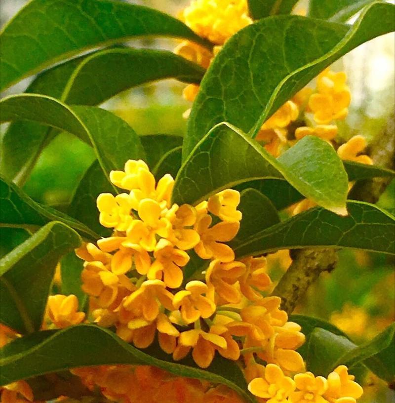 绿化花树品种有哪些？如何选择和种植？