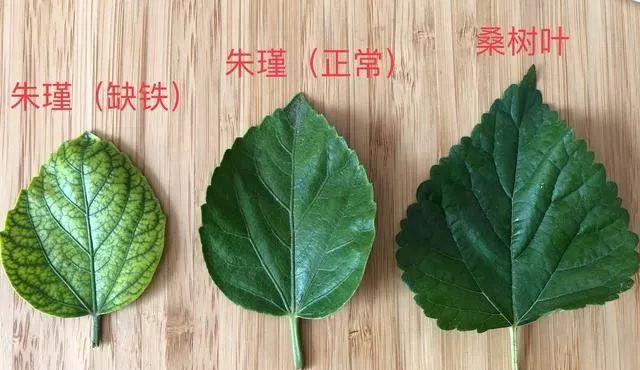 牡丹花叶片发黄的可能原因及解决办法是什么？
