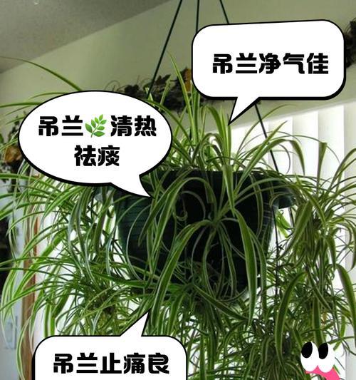 吊兰有哪些作用？吊兰的益处是什么？
