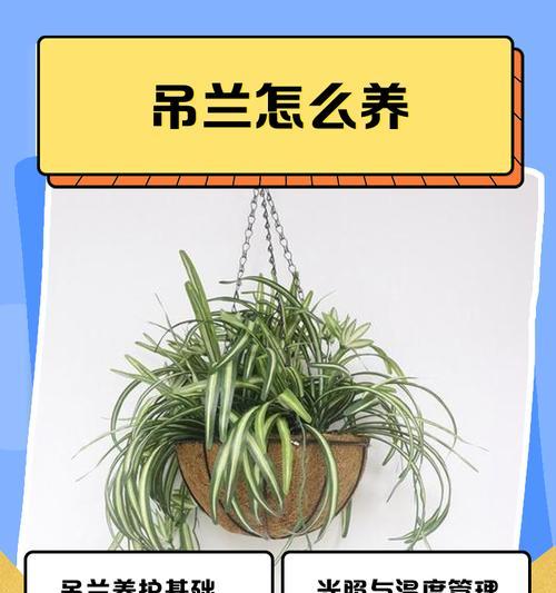 吊兰有哪些作用？吊兰的益处是什么？
