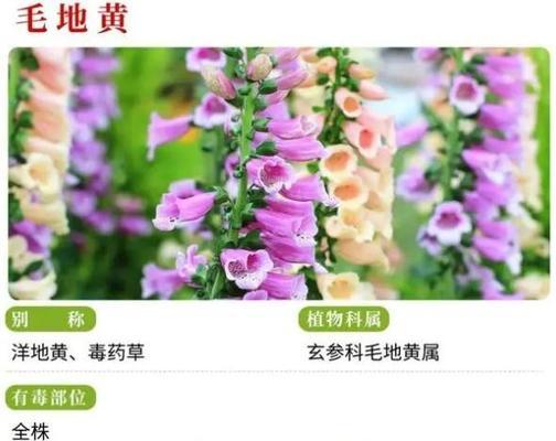 哪些花是有毒的？哪些花是安全无毒的？