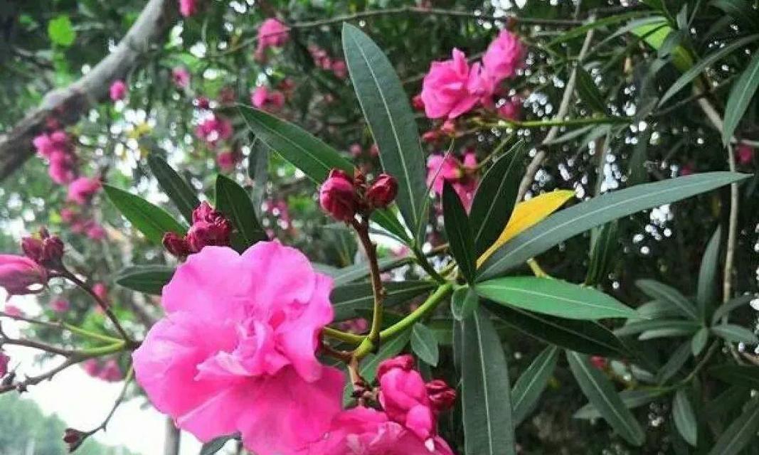 哪些花是有毒的？哪些花是安全无毒的？