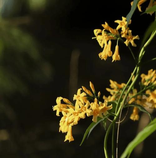 哪些花是有毒的？哪些花是安全无毒的？