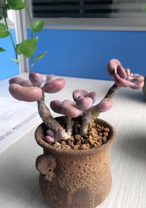 夏季桃蛋的养殖技巧有哪些？怎样防止晒伤？