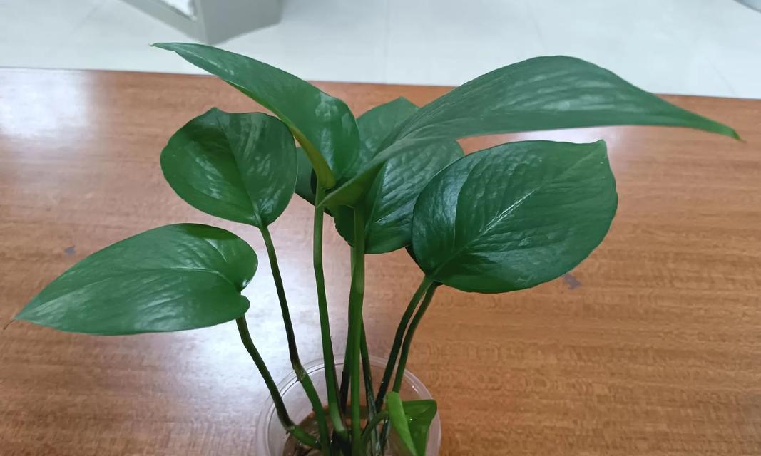 绿萝怎么剪才能长得更好？