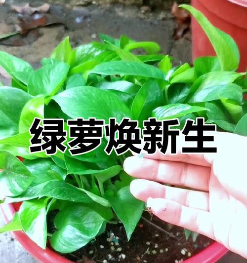 绿萝怎么剪才能长得更好？