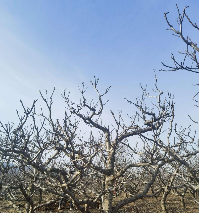 山楂树种植技巧是什么？怎样提高山楂的产量？
