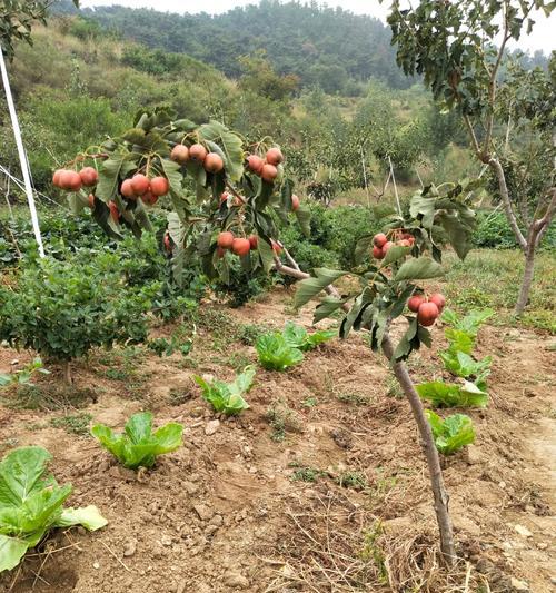 山楂树种植技巧是什么？怎样提高山楂的产量？