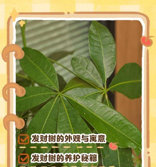 发财树的外观特征是什么？