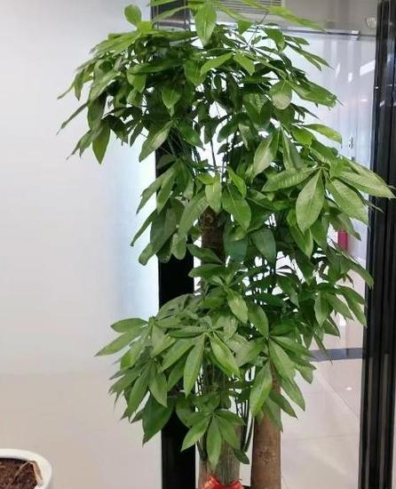 发财树的外观特征是什么？