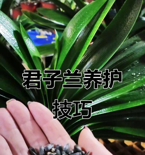 君子兰扦插技巧有哪些？
