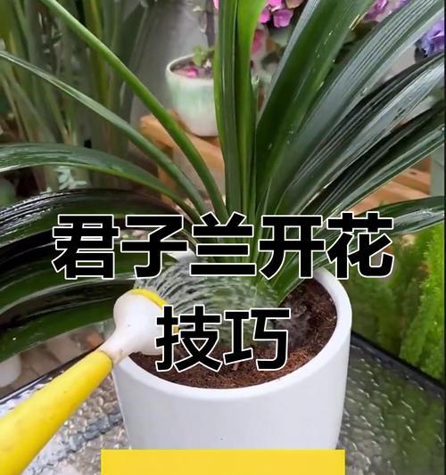 君子兰扦插技巧有哪些？