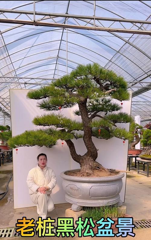 黑松盆景的养护技巧有哪些？