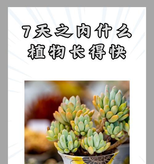 星球植物的养护要点是什么？