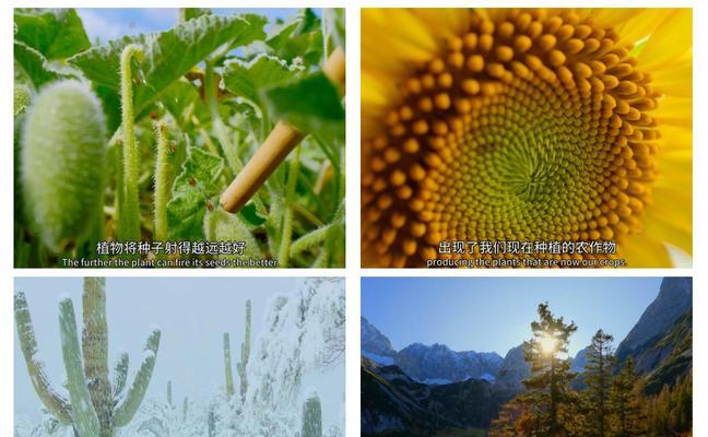 星球植物的养护要点是什么？