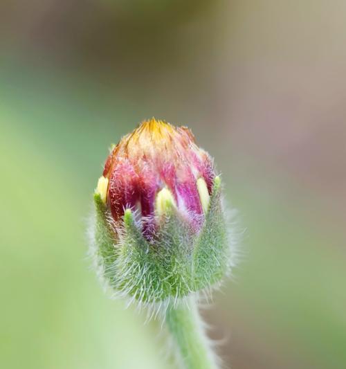 花儿有哪些类型？不同类型的花儿有什么特点？